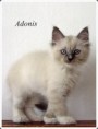 /album/adonis/adonis-9-hetes-005-jpg/